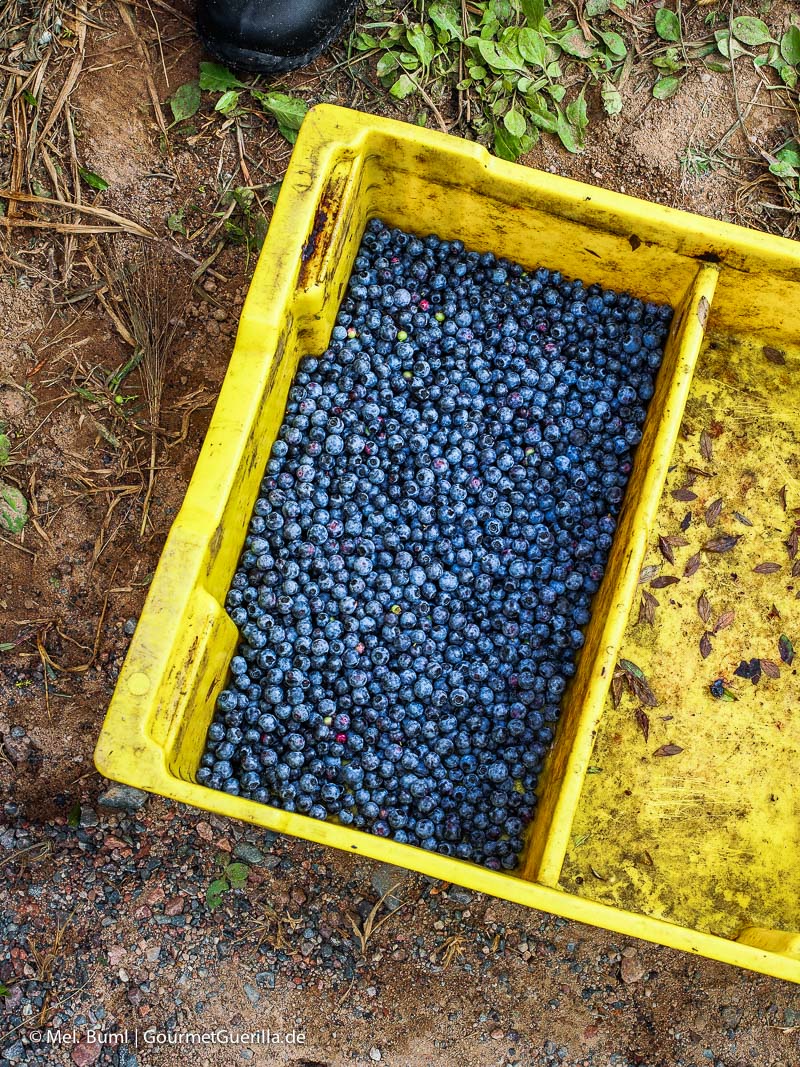  Kanad a Nova Scotia Wild Blueberries | GourmetGuerilla.com 