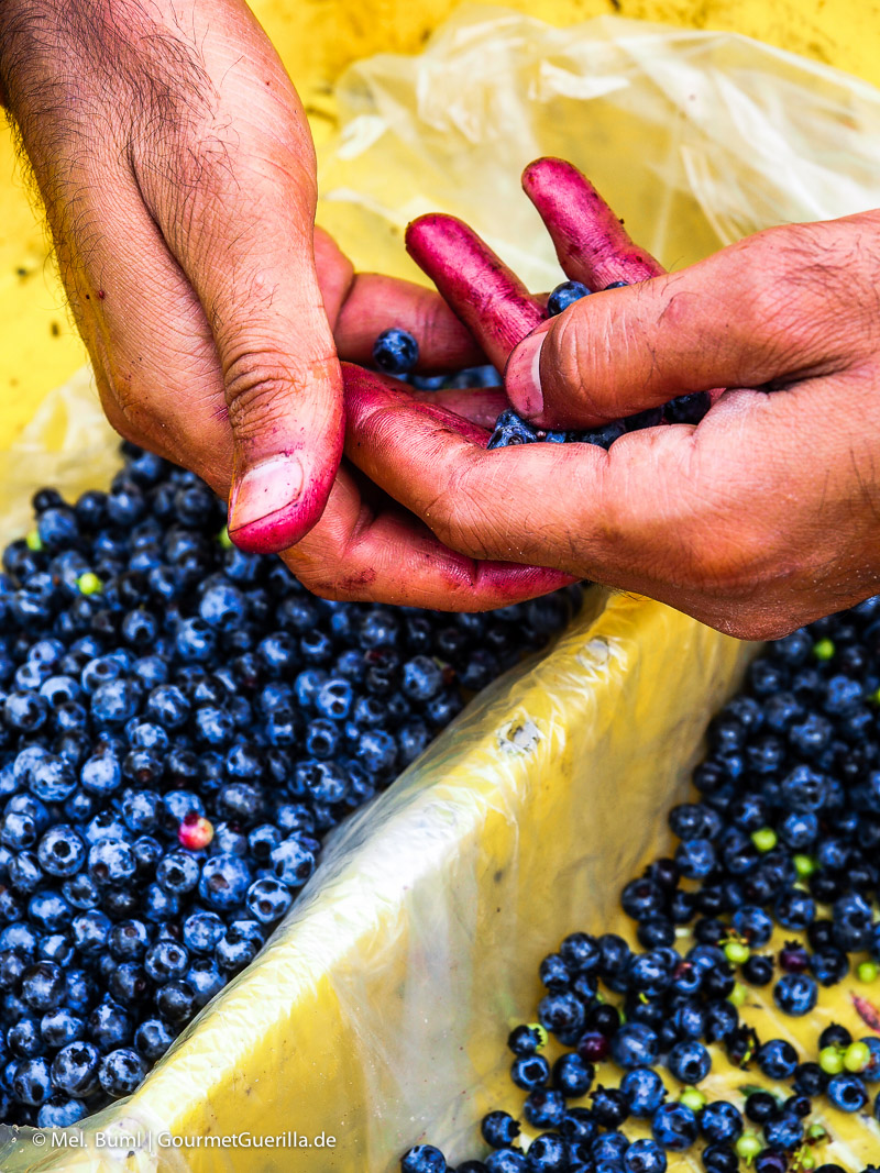 Canada Nova Scotia Picking and Sorting Wild Blueberries GourmetGuerilla.com