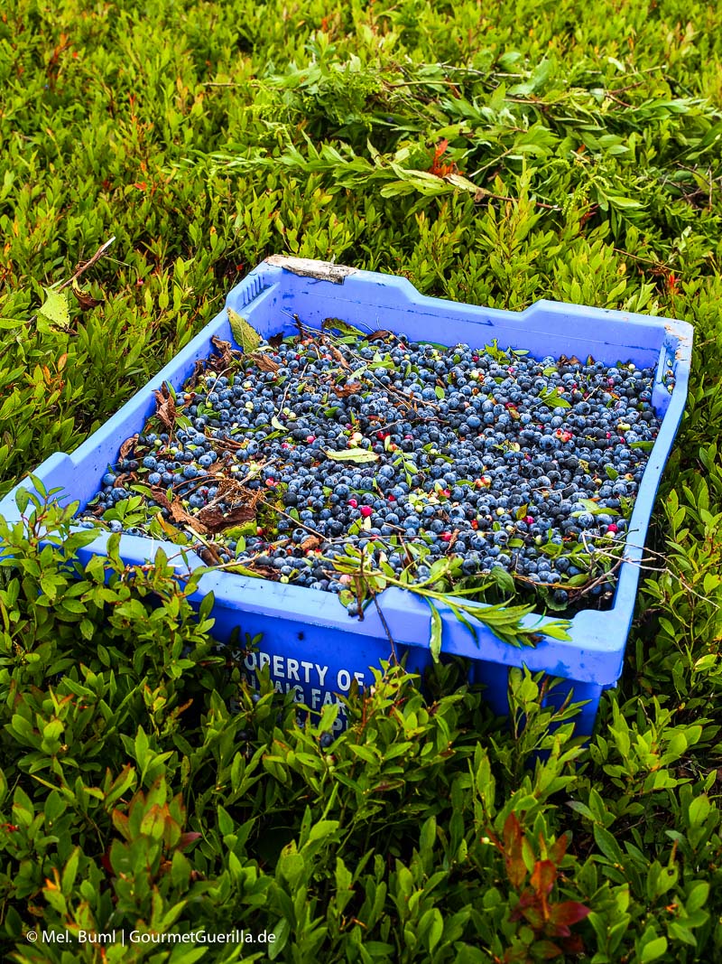 Canada Nova Scotia on the Field with Freshly Picked Wild Blueberries GourmetGuerilla.com