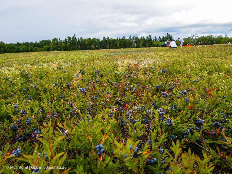 Canada Nova Scotia Wild Blueberry Field GourmetGuerilla.com